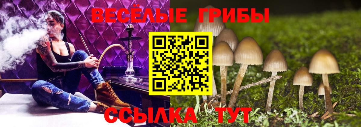 Псилоцибиновые грибы Cubensis Сланцы